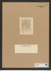 Auliscus macraeanus Grev. (de-Toni-Nr.: Genus 171, Species 4376) Zeichnungen Sammlung Grunow Nr. 7942 (NHMW-BOT-W0377222)